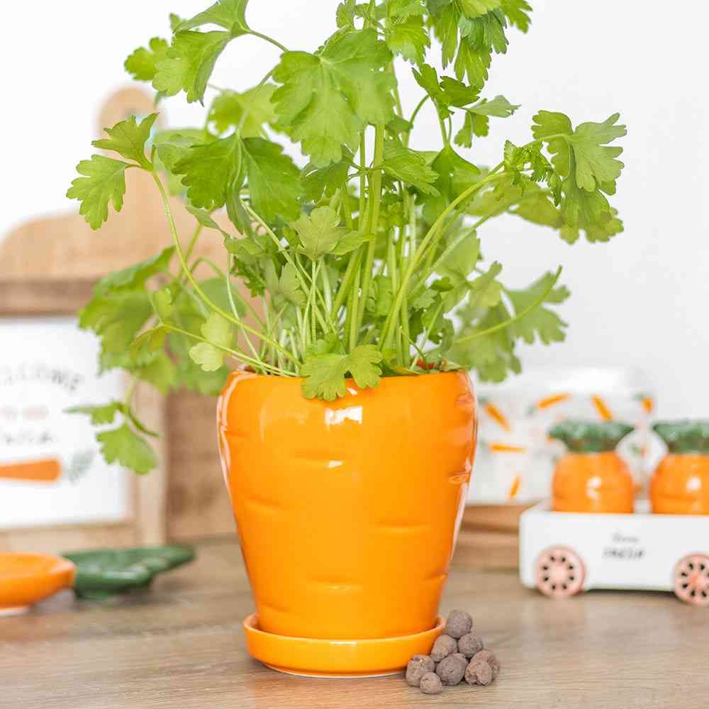Something Different - Carrot Shaped with Parsley Seed Balls Blumentopf - Orange